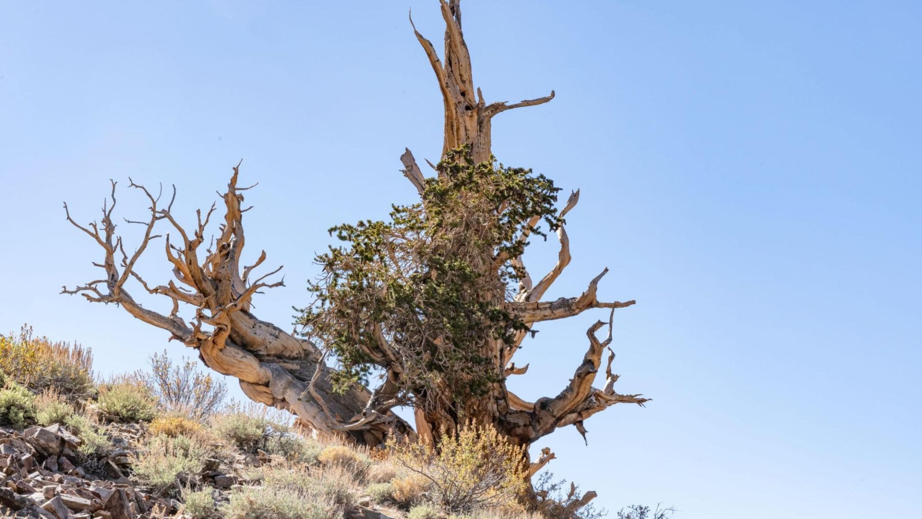 Matusalén, el árbol más antiguo del mundo, un pino bristlecone de casi 5.000 años en California