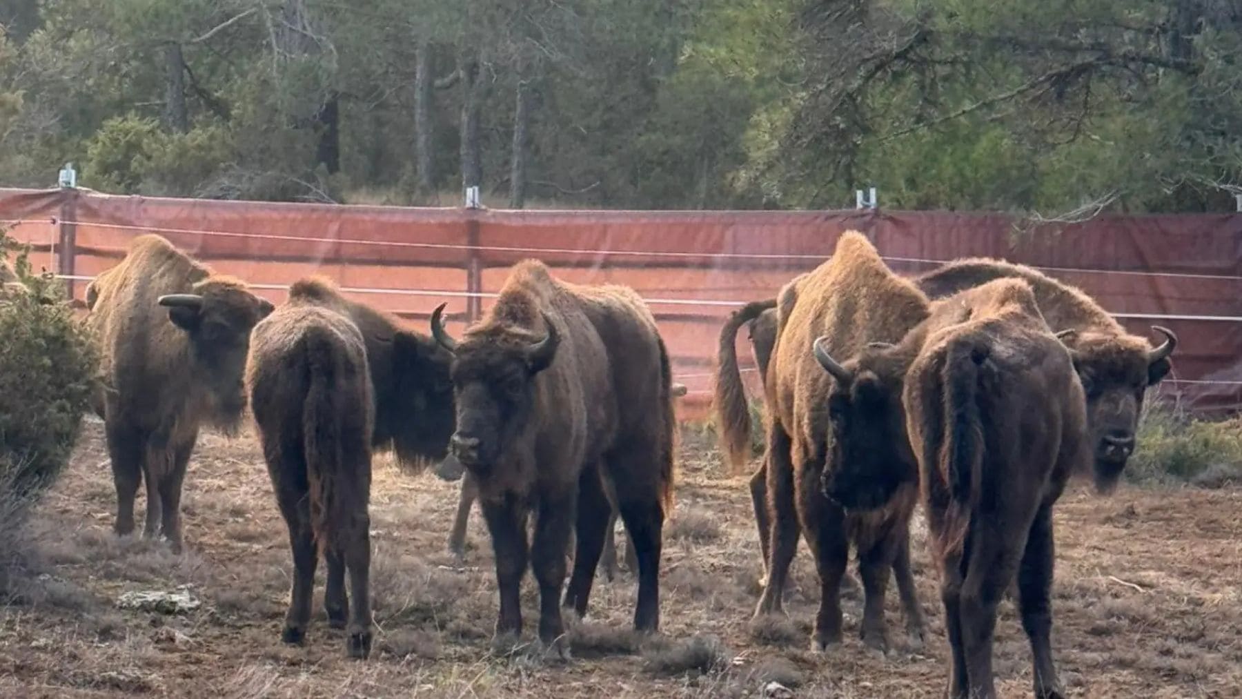 Nueve bisontes europeos en el recinto de adaptación del proyecto de introducción en monte público de Guadalajara.