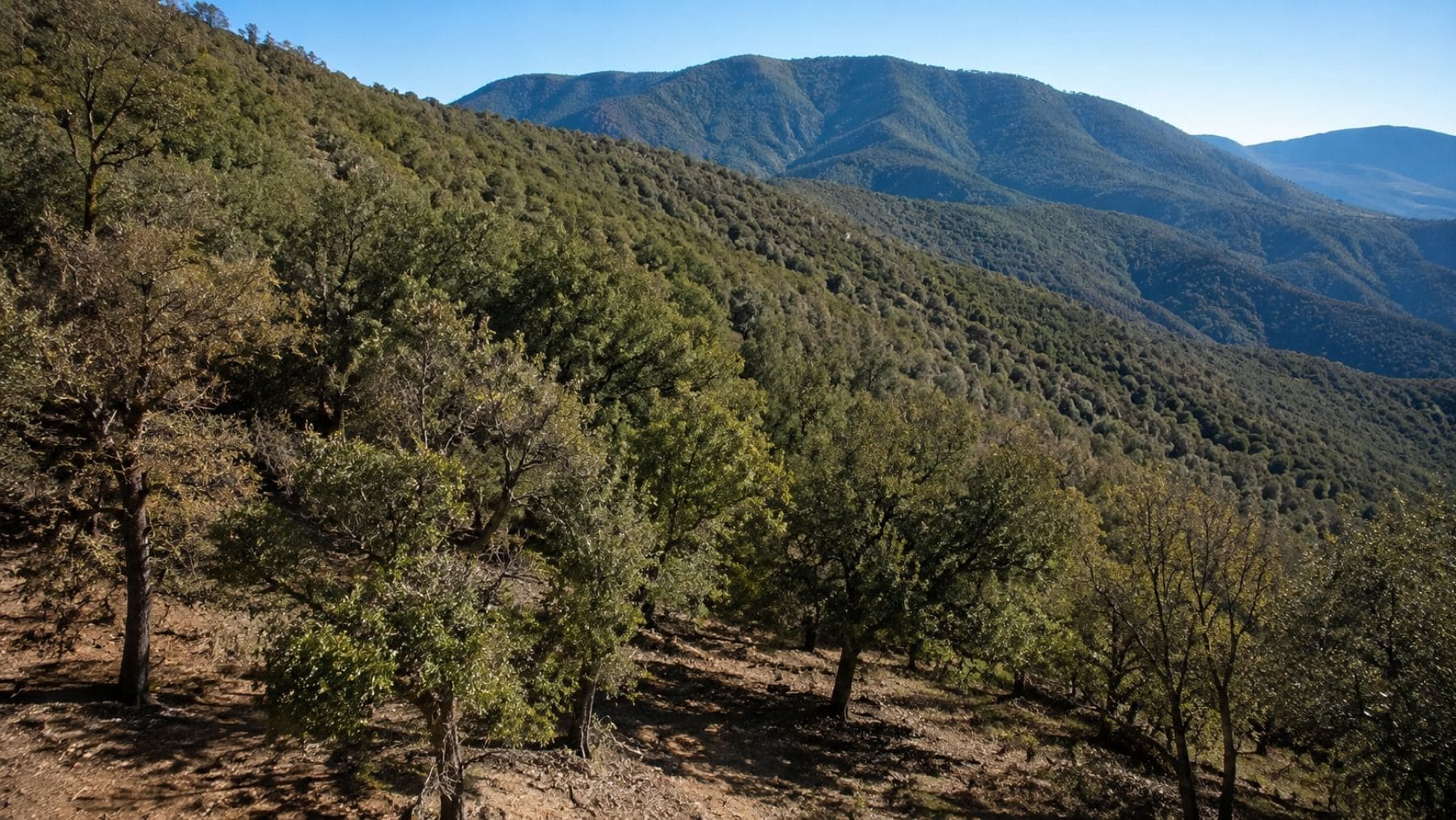 Bosque mediterráneo del Montseny afectado por calor y sequía donde científicos detectaron emisiones de tolueno