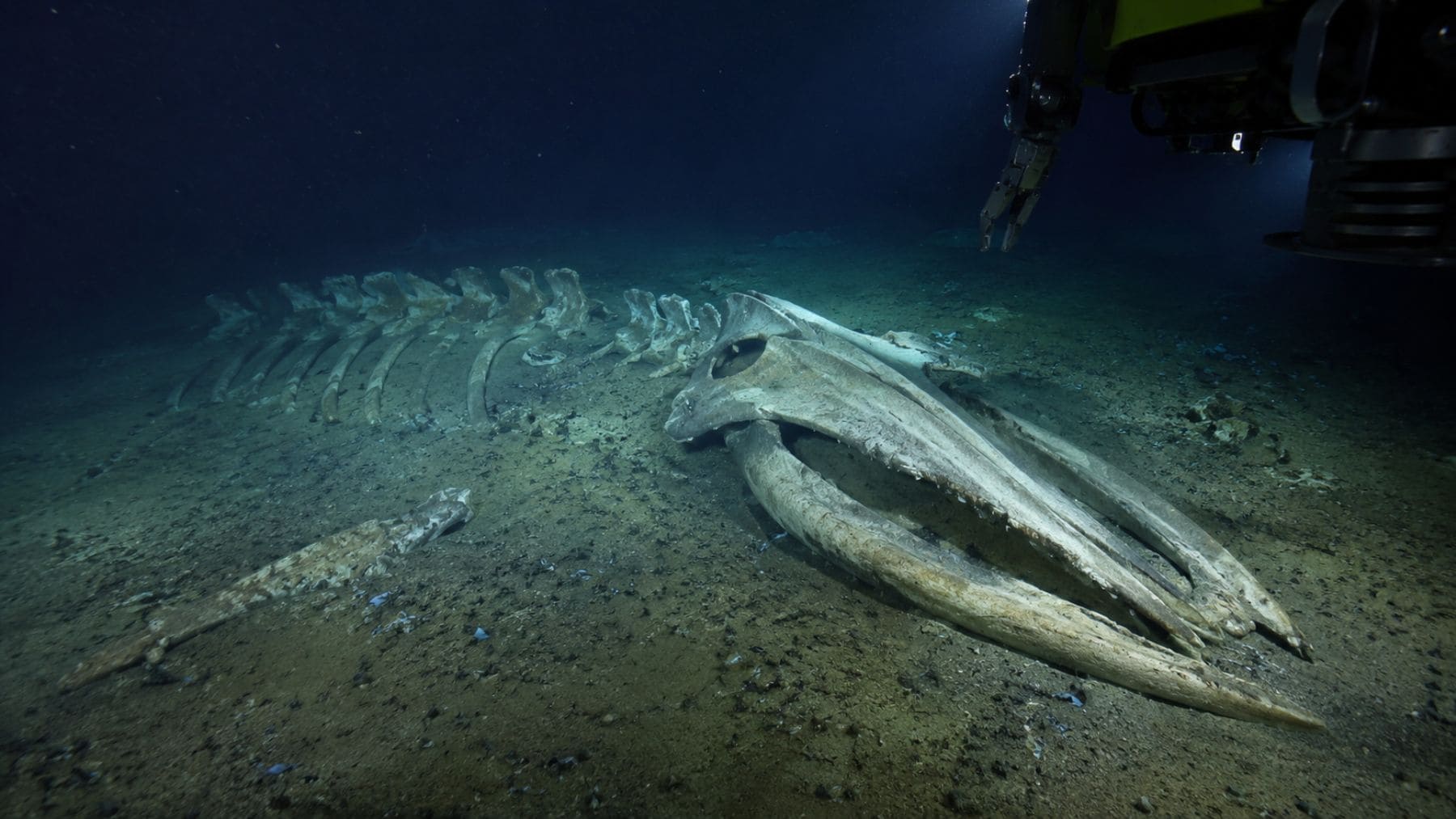Restos fósiles de ballenas hallados por el submarino chino Fendouzhe en el cementerio de ballenas del océano Índico.
