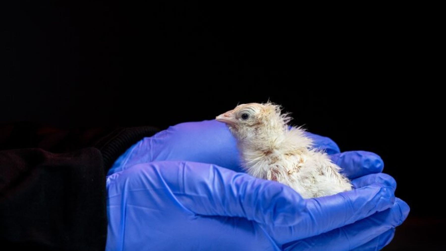 Pollito nacido mediante el sistema de huevo artificial desarrollado por Colossal Biosciences.