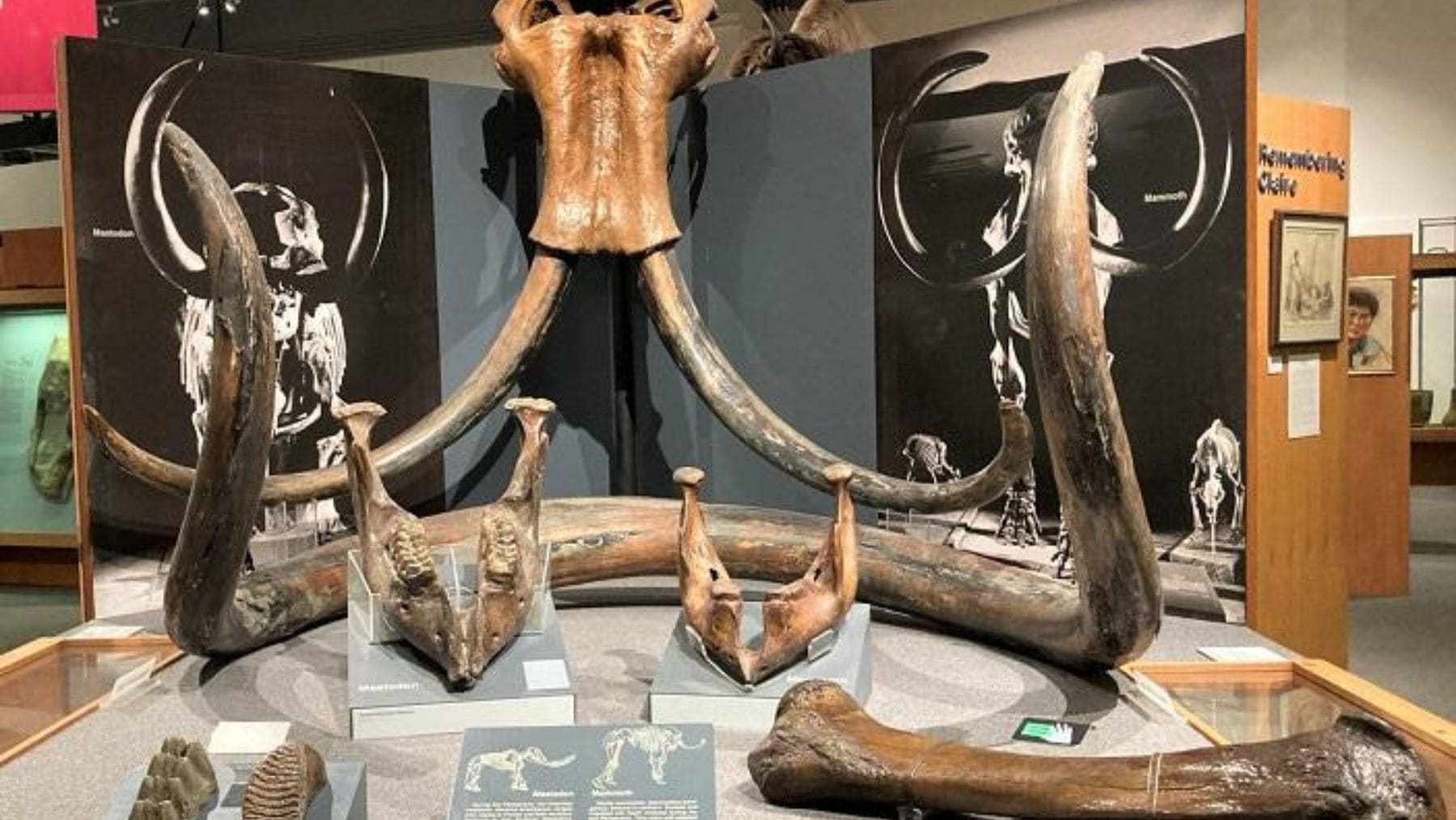 Esqueleto y restos fósiles de mamut lanudo expuestos en el Museo del Norte de la Universidad de Alaska.