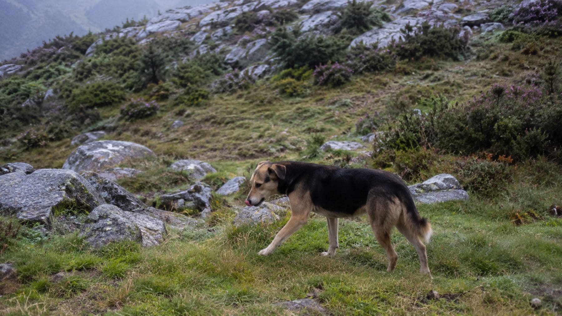 Perro asilvestrado caminando por una zona de montaña en Asturias donde FAPAS alerta de la desaparición de lobos.