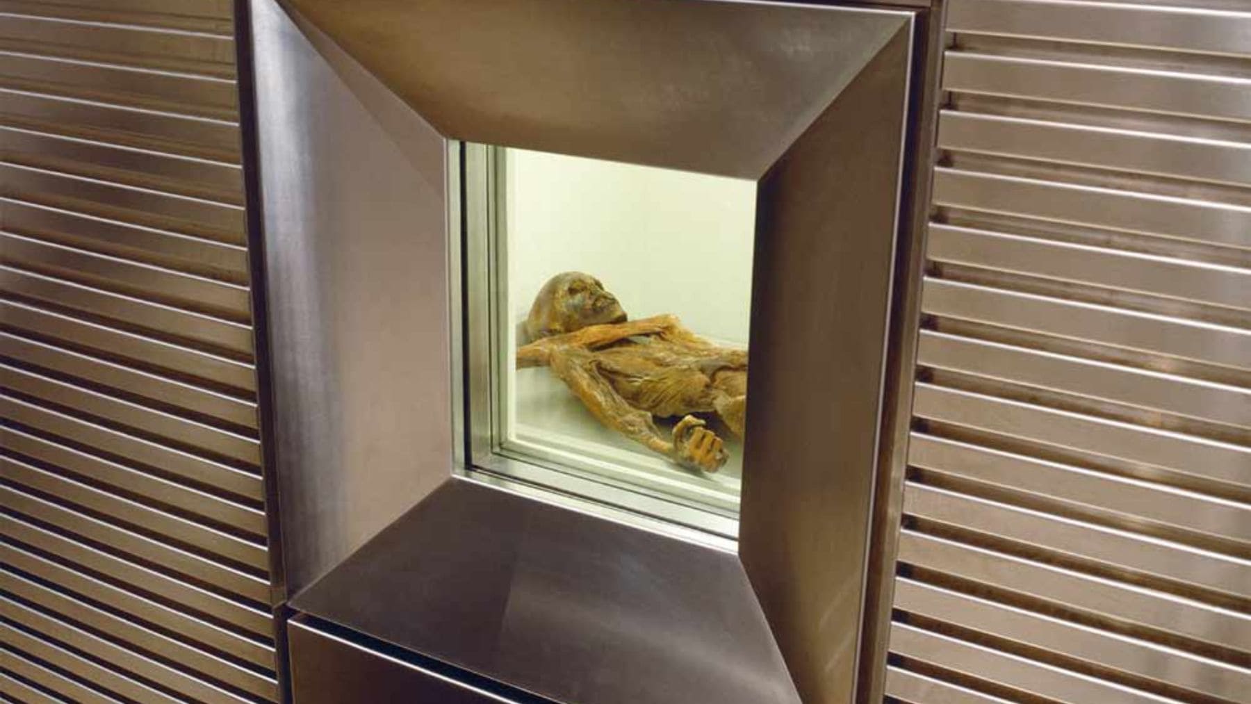 Ötzi, el hombre de los hielos, conservado en su cámara frigorífica mientras científicos estudian microbios activos en la momia.