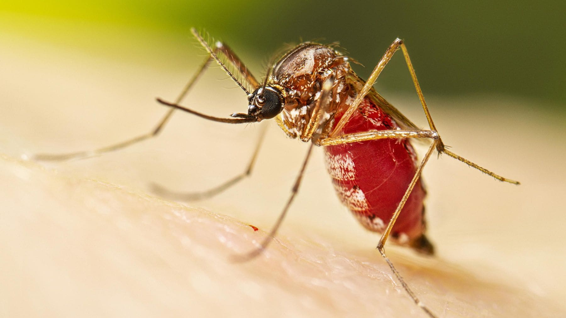 Mosquito Aedes aegypti alimentándose de sangre sobre piel humana durante un estudio sobre el repelente DEET.