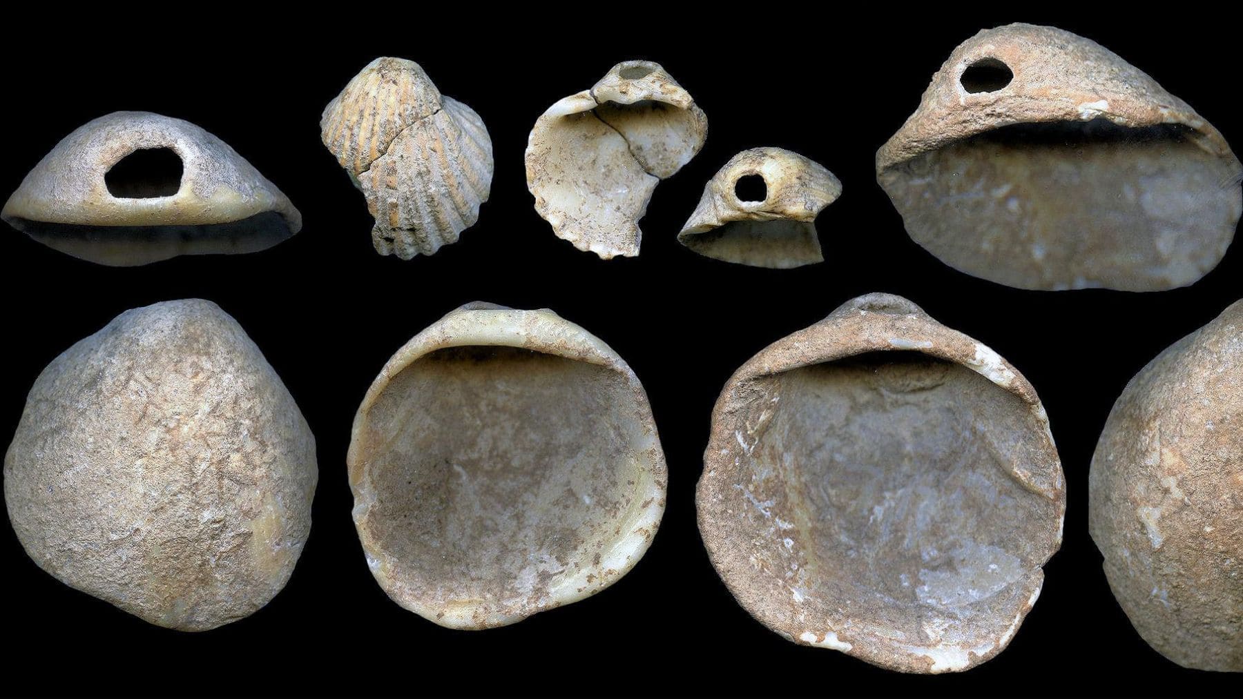 Conchas marinas halladas en la Cueva de los Aviones de Cartagena que revelan que los neandertales comían marisco en invierno hace 115.000 años