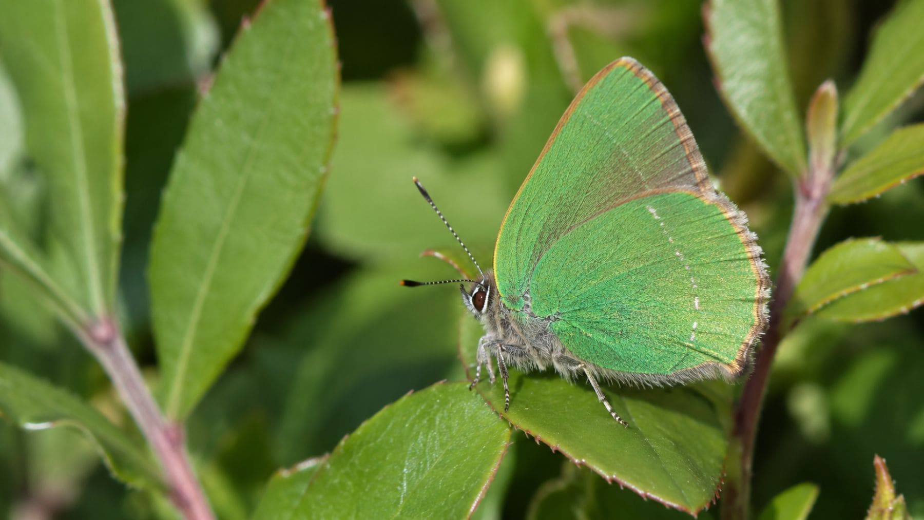 Ejemplar de mariposa cejirrubia (Callophrys avis), nueva especie registrada por primera vez en Barcelona.
