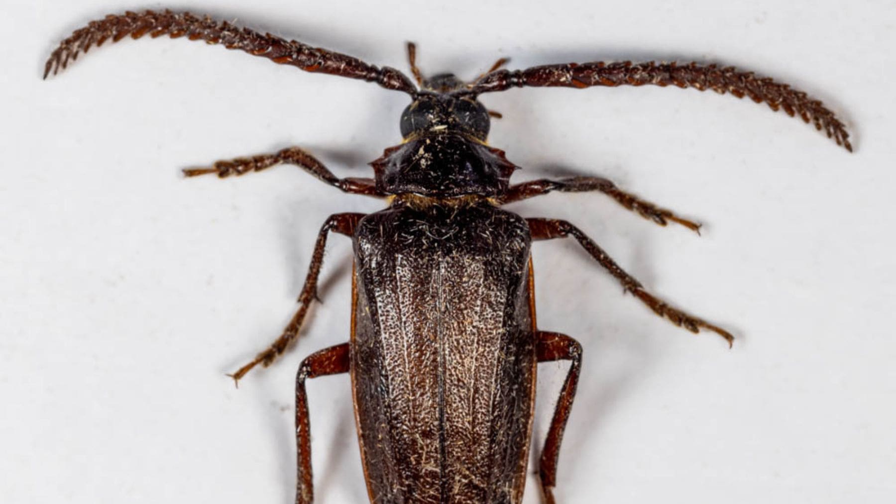 Ejemplar adulto de Prionus imbricornis, el escarabajo cuya larva daña las raíces de los arándanos en Carolina del Norte.