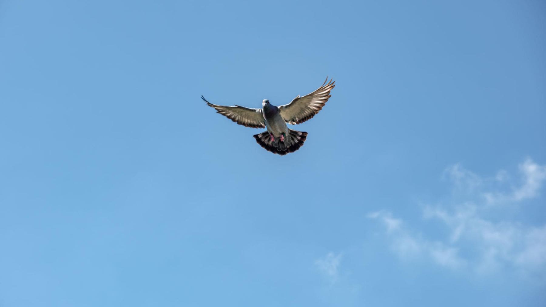 Paloma mensajera volando mientras utiliza su sistema natural de orientación basado en el campo magnético terrestre