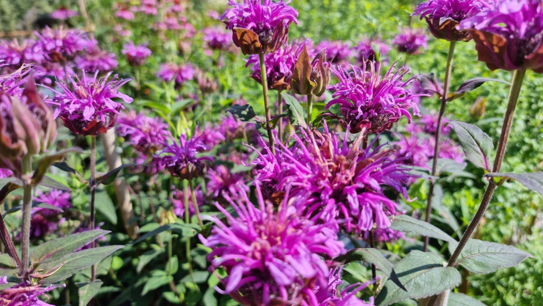 Flores de Monarda fistulosa, una planta que atrae abejorros y ayuda a las abejas en parques solares con biodiversidad.