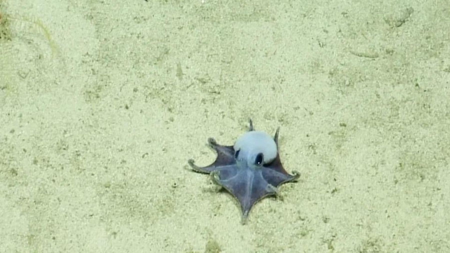 Microeledone galapagensis, el diminuto pulpo azul descubierto a 1.770 metros de profundidad en Galápagos.