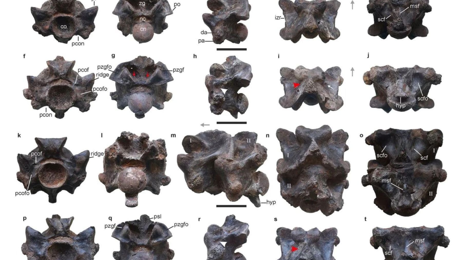Fósiles de las vértebras de Vasuki indicus, la serpiente gigante prehistórica hallada en India