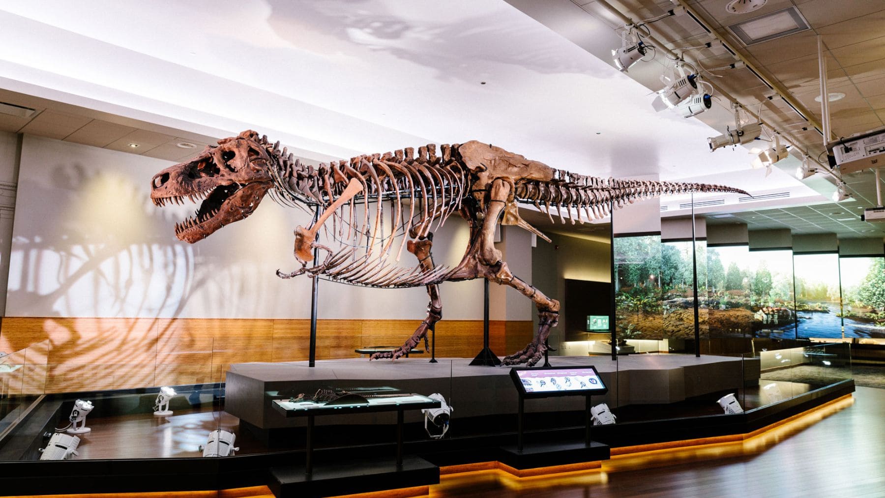 Esqueleto fósil de Tyrannosaurus rex en un museo, especie que redujo sus brazos para potenciar la fuerza de su mordida.