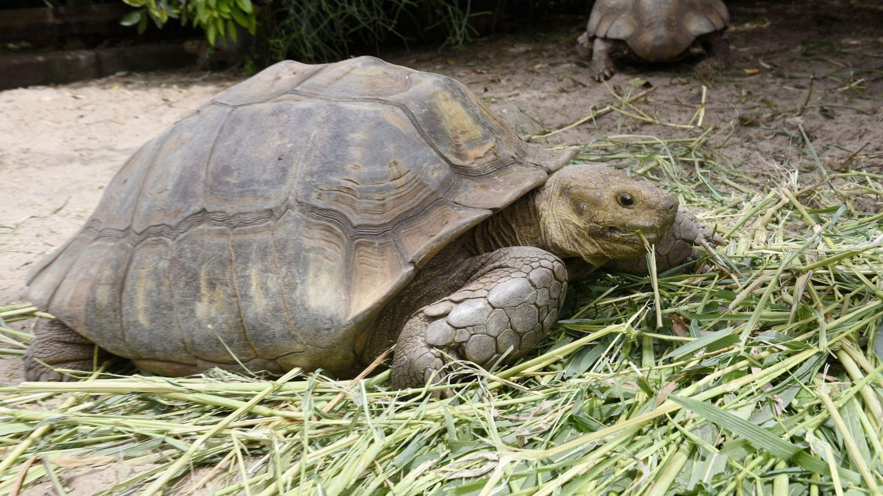 Tortuga espolada africana (Centrochelys sulcata) alimentándose en una zona árida del Sahel.