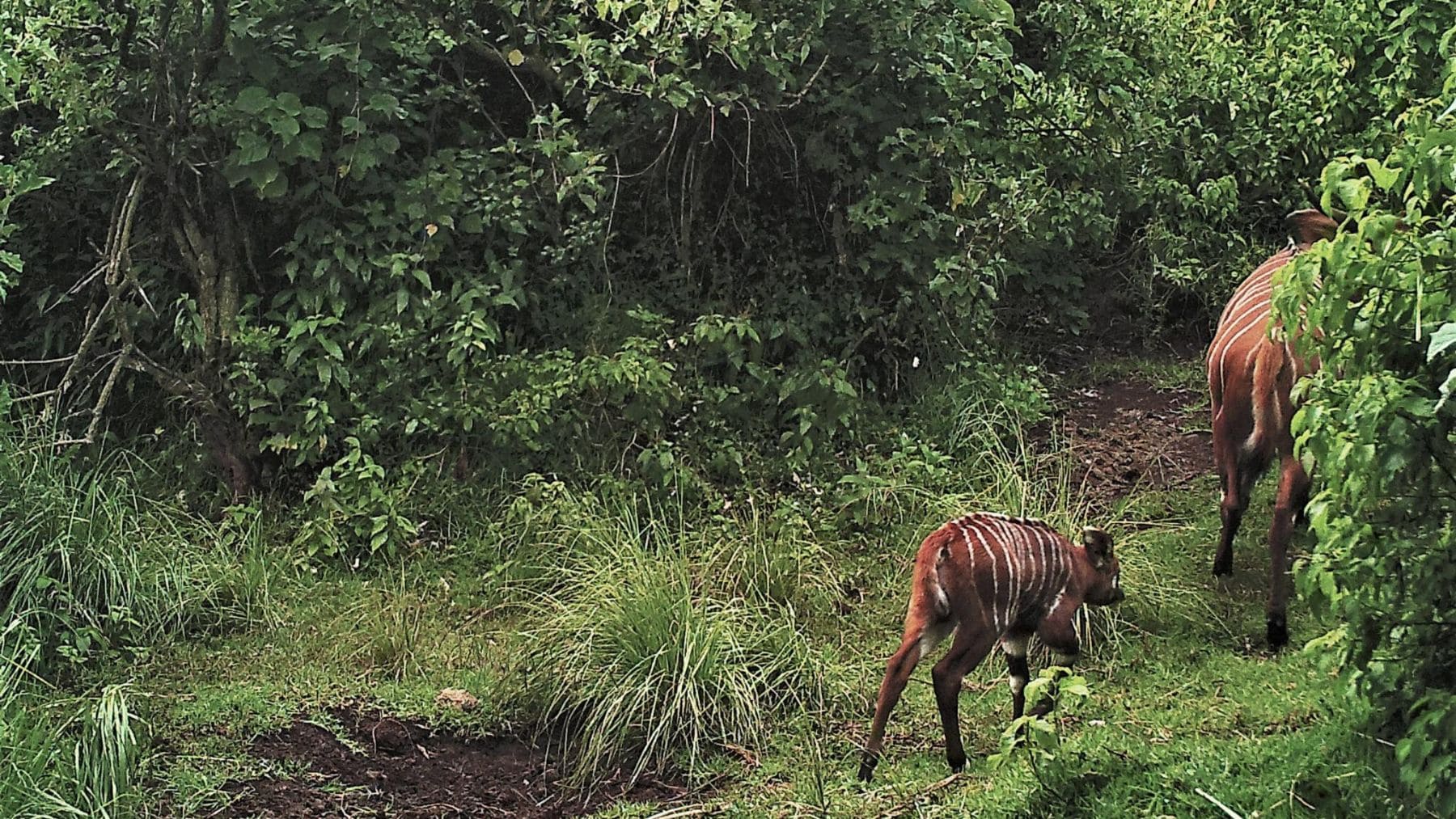 Bongó de montaña con una cría captados por una cámara trampa en el bosque de Maasai Mau, en Kenia.