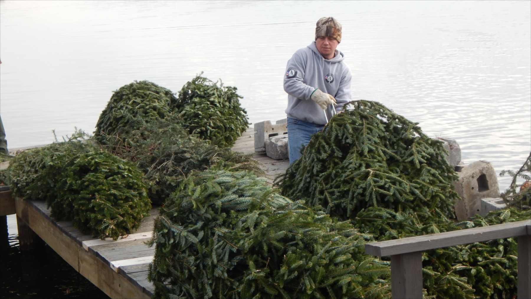 Un voluntario prepara árboles de Navidad atados para hundirlos en un lago como refugio de peces