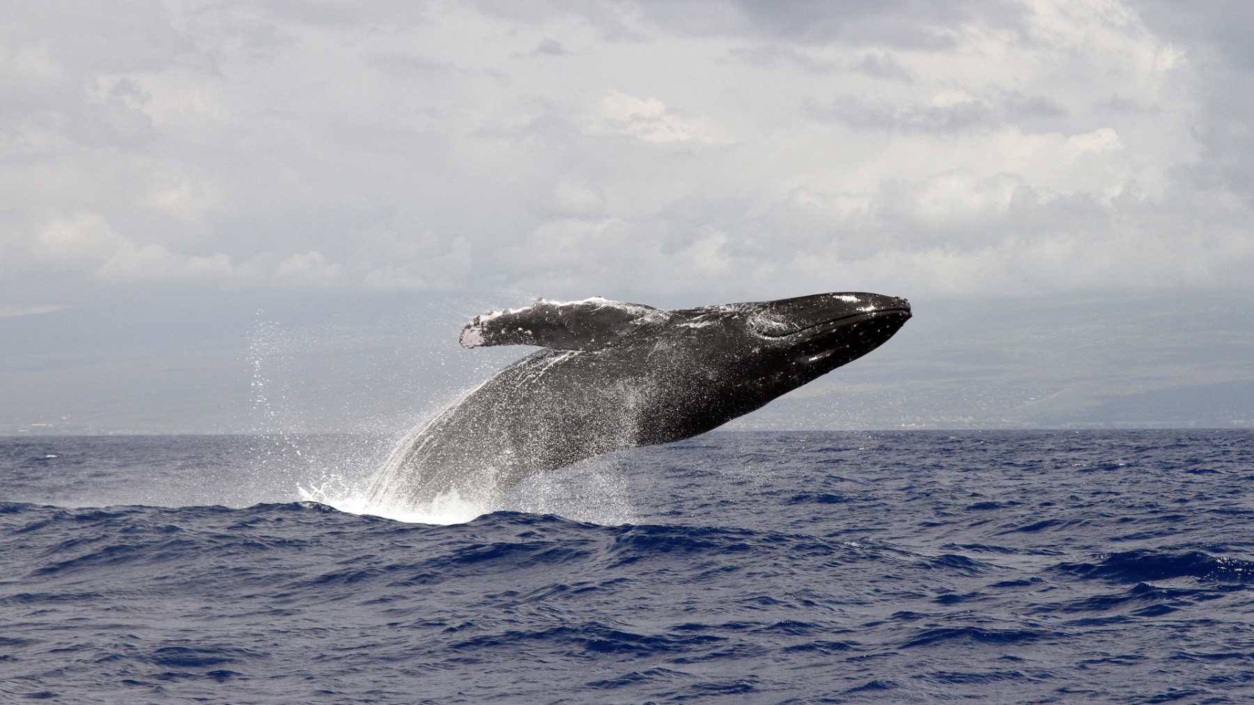 Una ballena jorobada salta fuera del agua en el océano