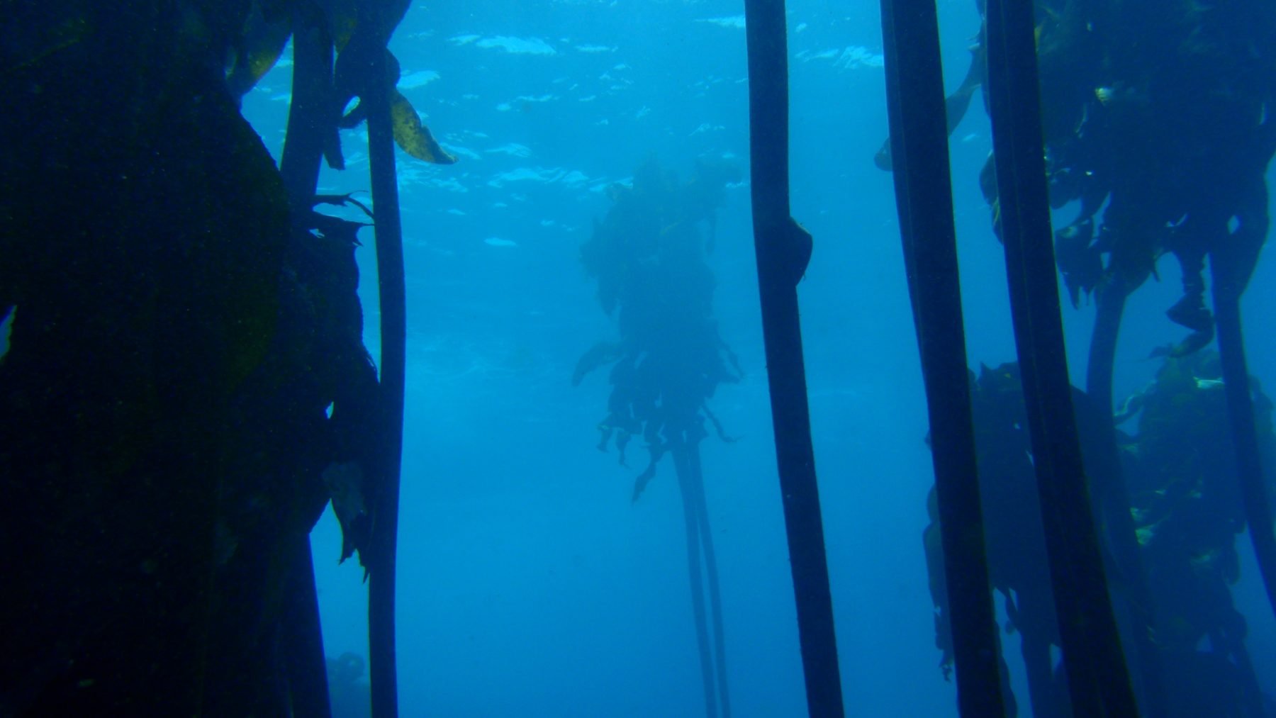Tallos de un bosque de kelp bajo el agua azul
