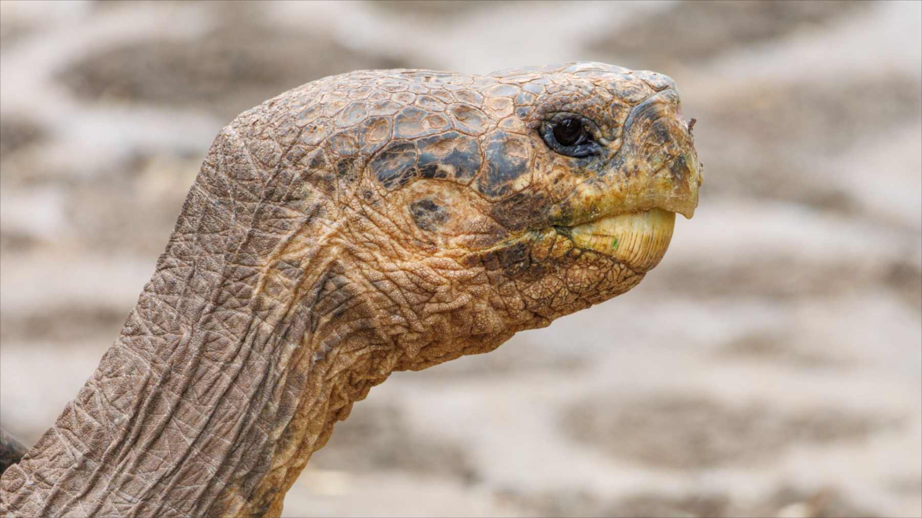Primer plano de la cabeza de una tortuga gigante de Galápagos