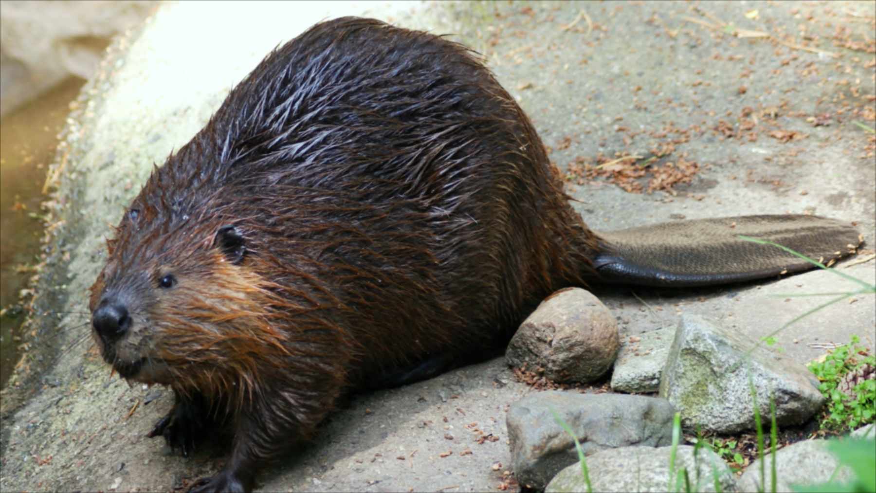 Un castor descansa sobre unas rocas junto al agua