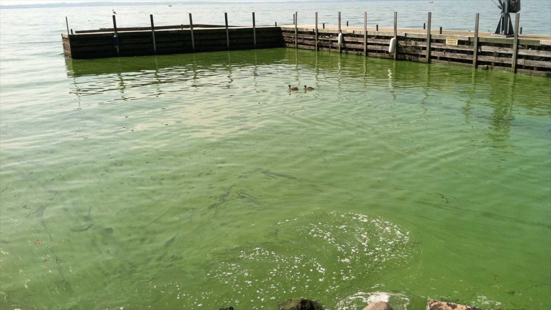 Agua verde por una floración de algas junto a un muelle