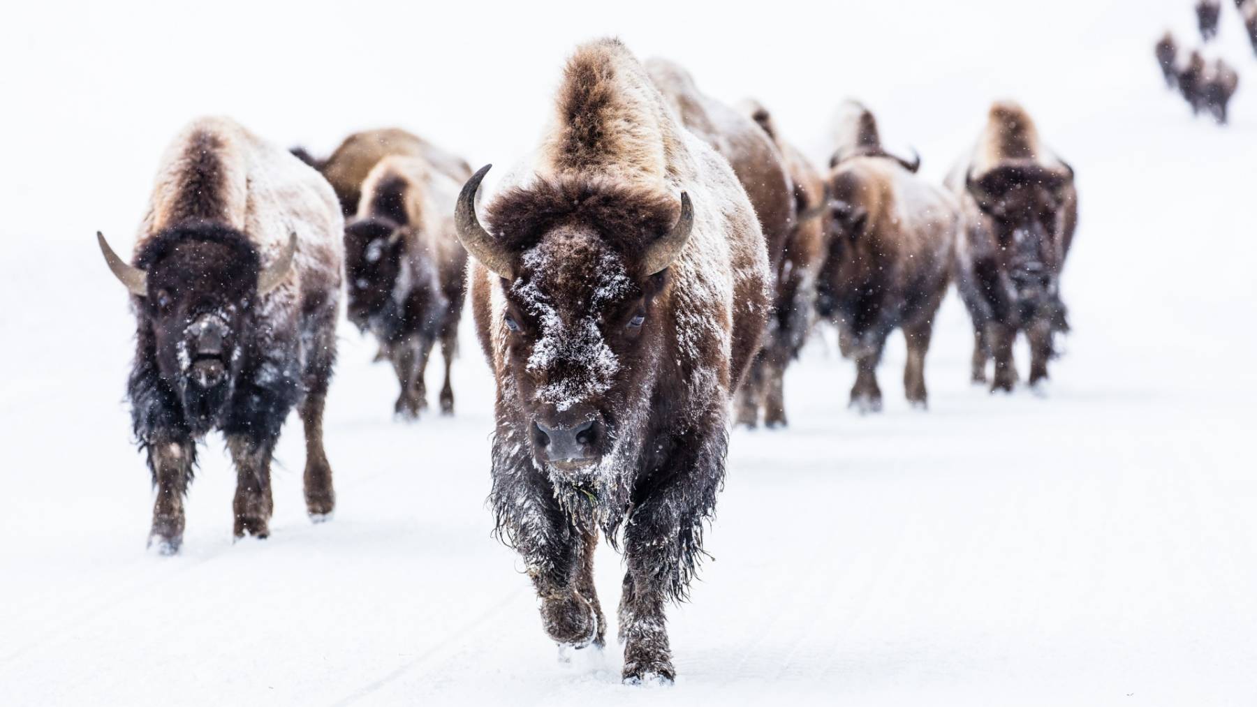 Una manada de bisontes camina por la nieve