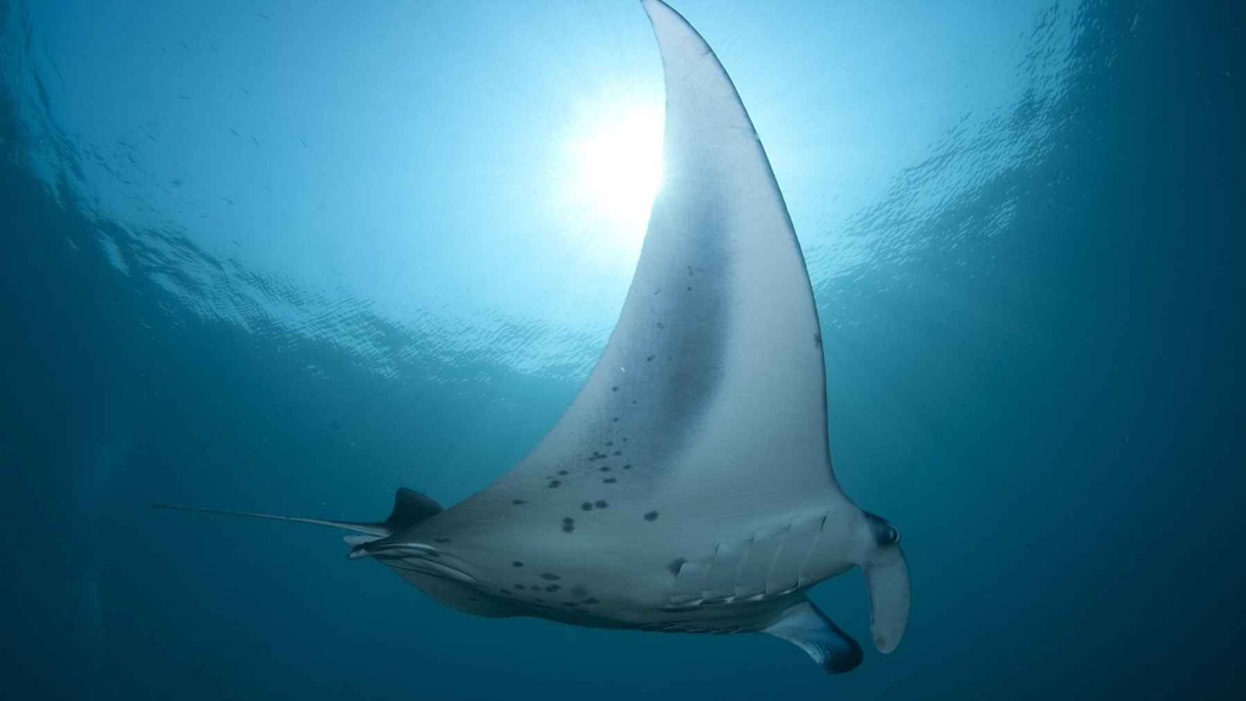 Manta gigante oceánica nadando bajo el agua en el Mediterráneo