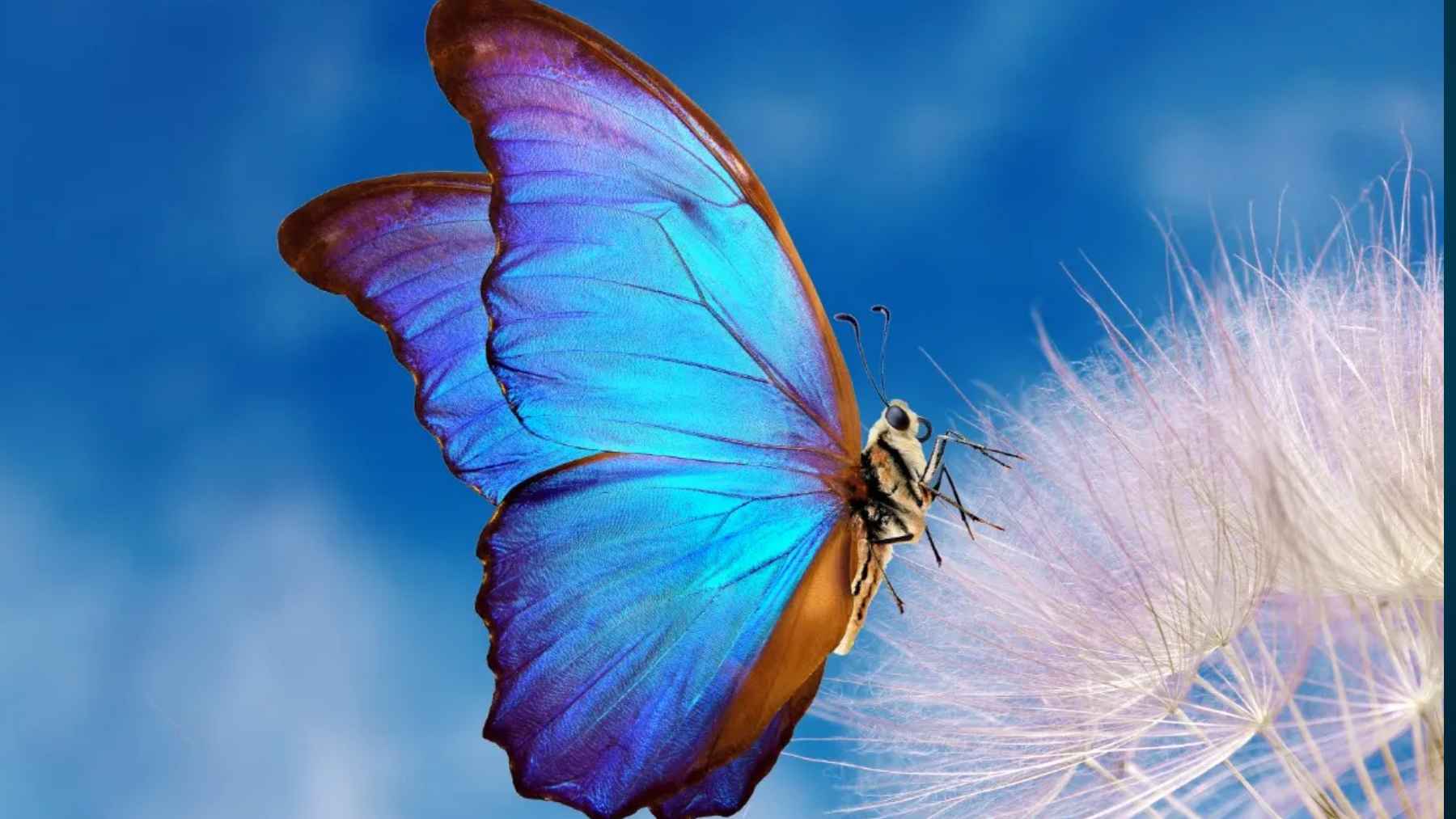 Mariposa azul posada sobre una planta en un entorno natural