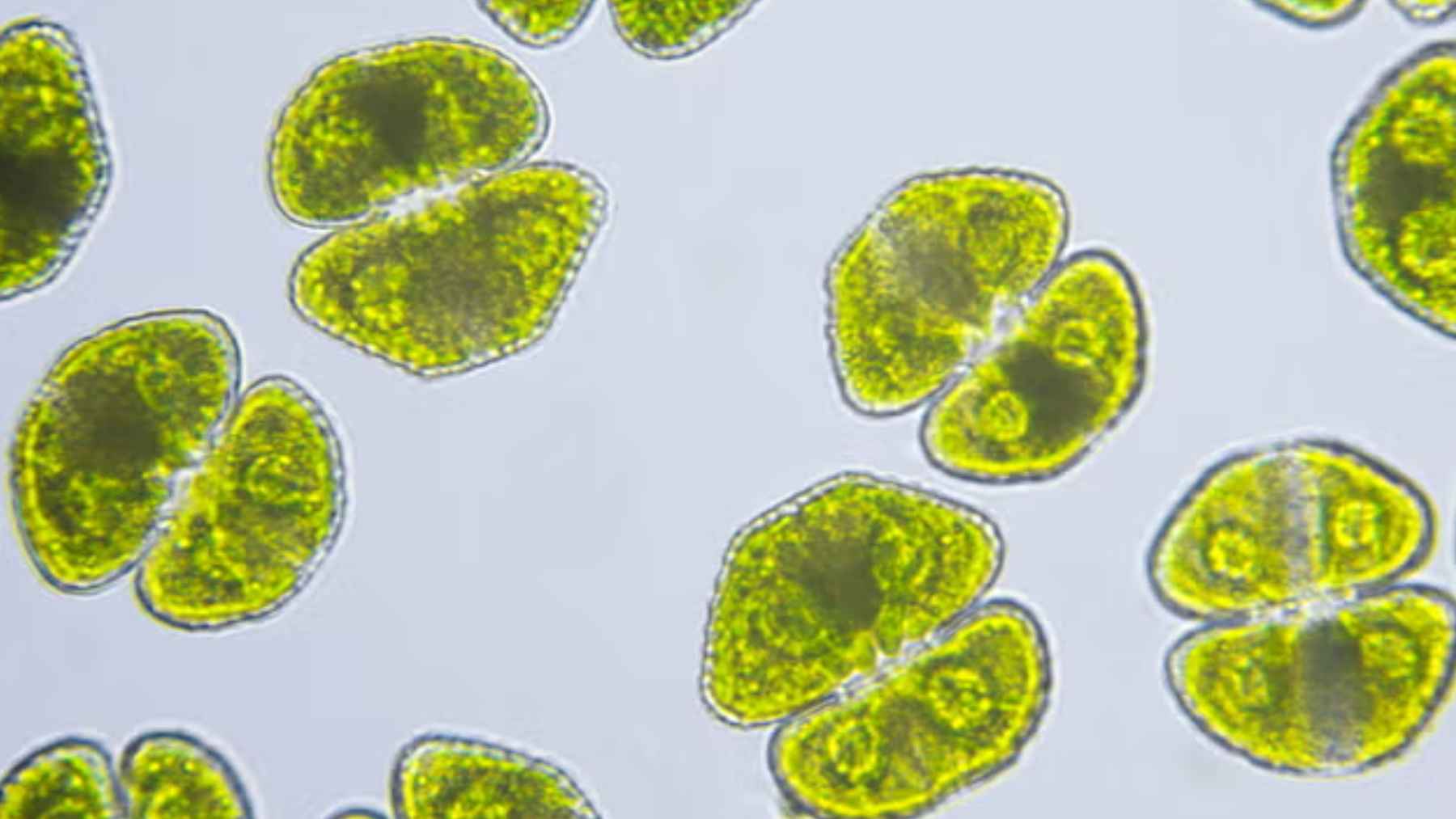 Células microscópicas observadas al microscopio