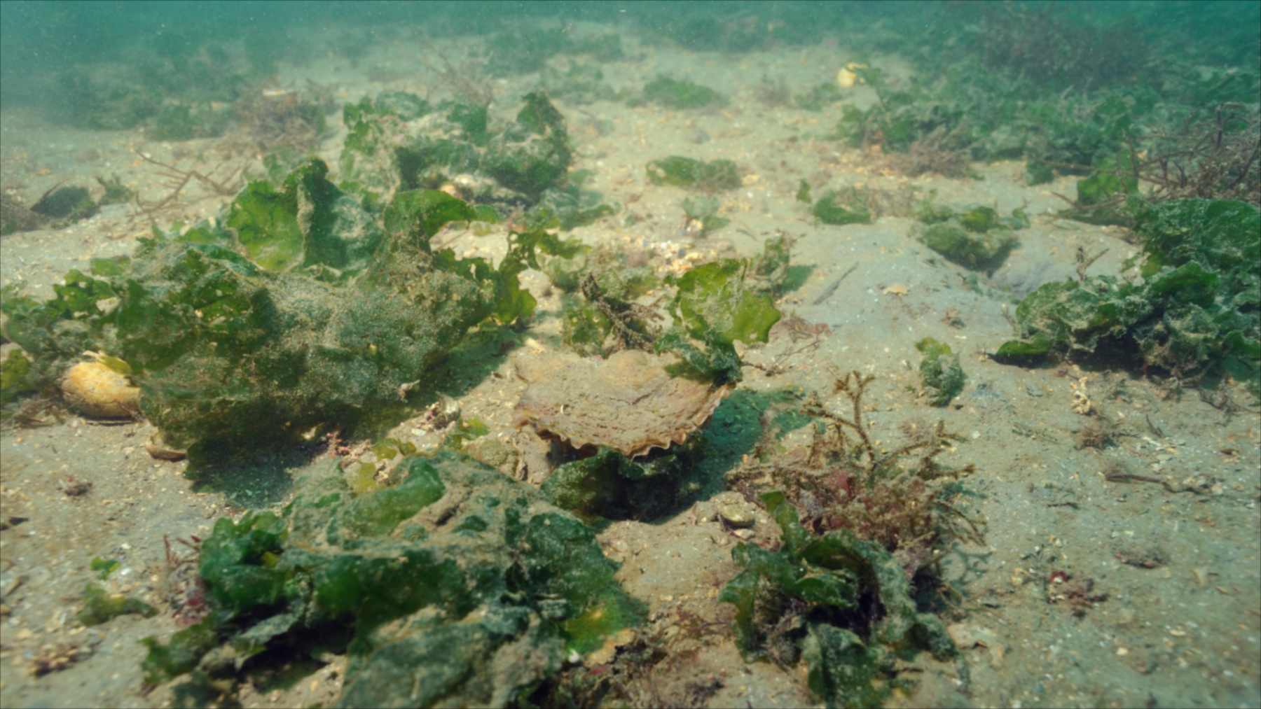 Ostra plana europea sobre un fondo marino arenoso rodeada de algas verdes
