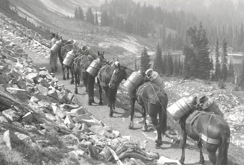 Foto histórica en blanco y negro de una recua de caballos cargados con bidones de peces en un sendero del Monte Rainier