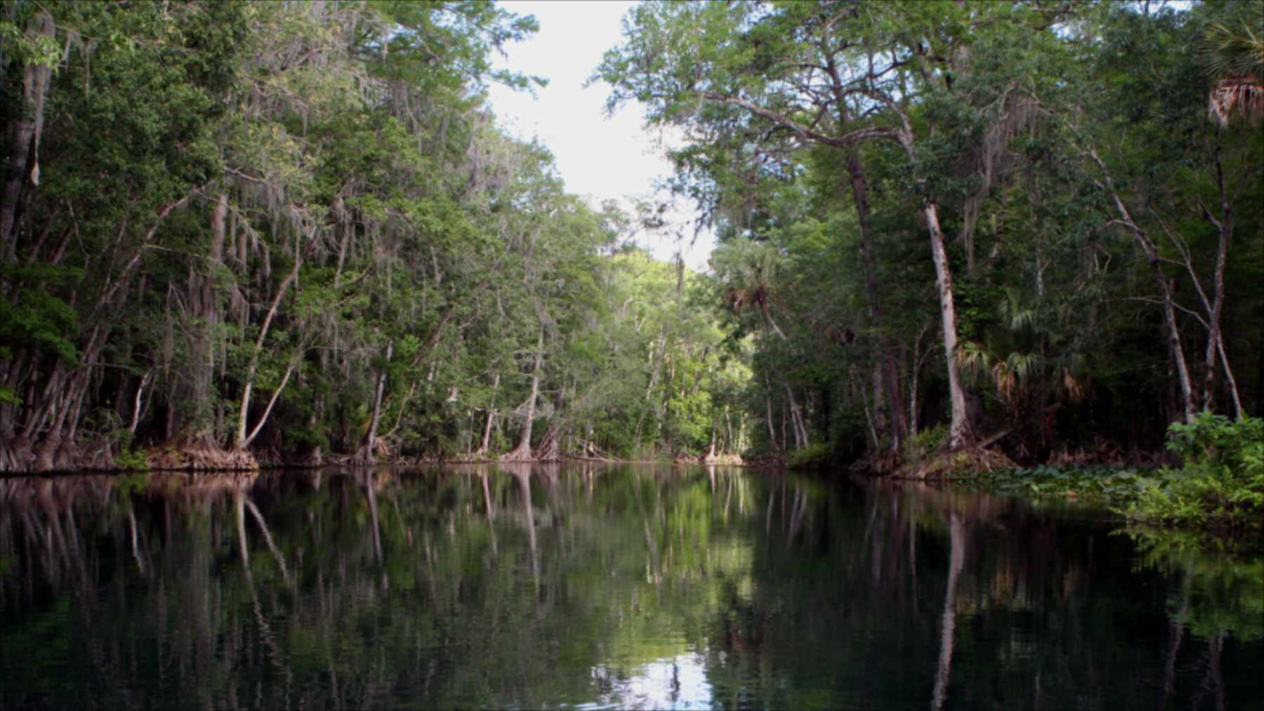 El río Silver fluye entre bosques en Florida