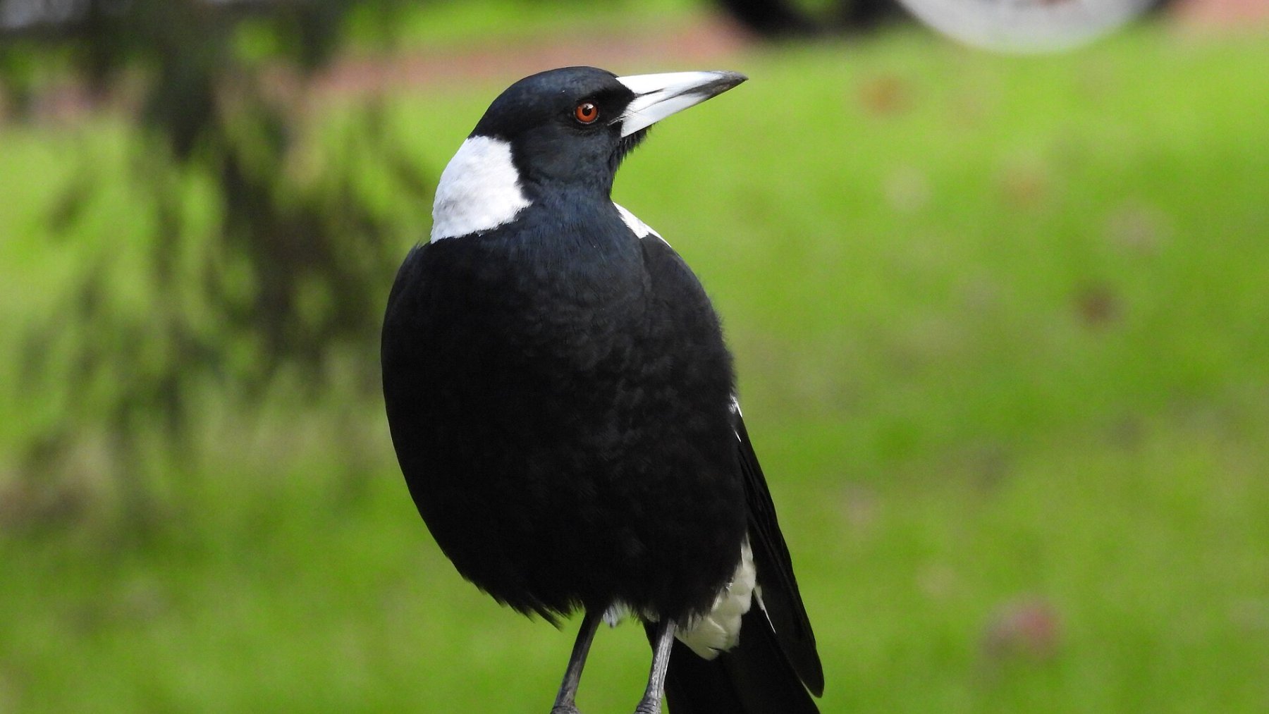 Urraca australiana posada sobre la hierba