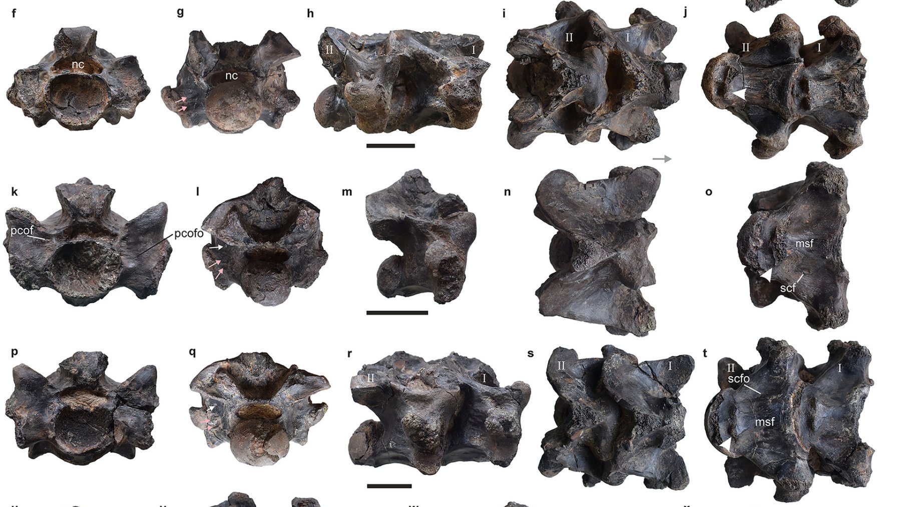 Vértebras fósiles de Vasuki indicus vistas desde distintos ángulos
