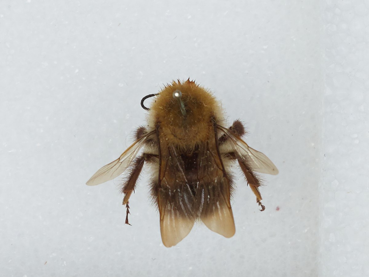 Ejemplar de museo de abejorro de los acónitos (Bombus gerstaeckeri), una de las cuatro especies declaradas en peligro de extinción