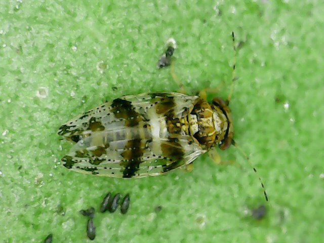 Ejemplar de Aphalara itadori, el pequeño insecto psílido que se alimenta del polígono japonés, sobre una hoja
