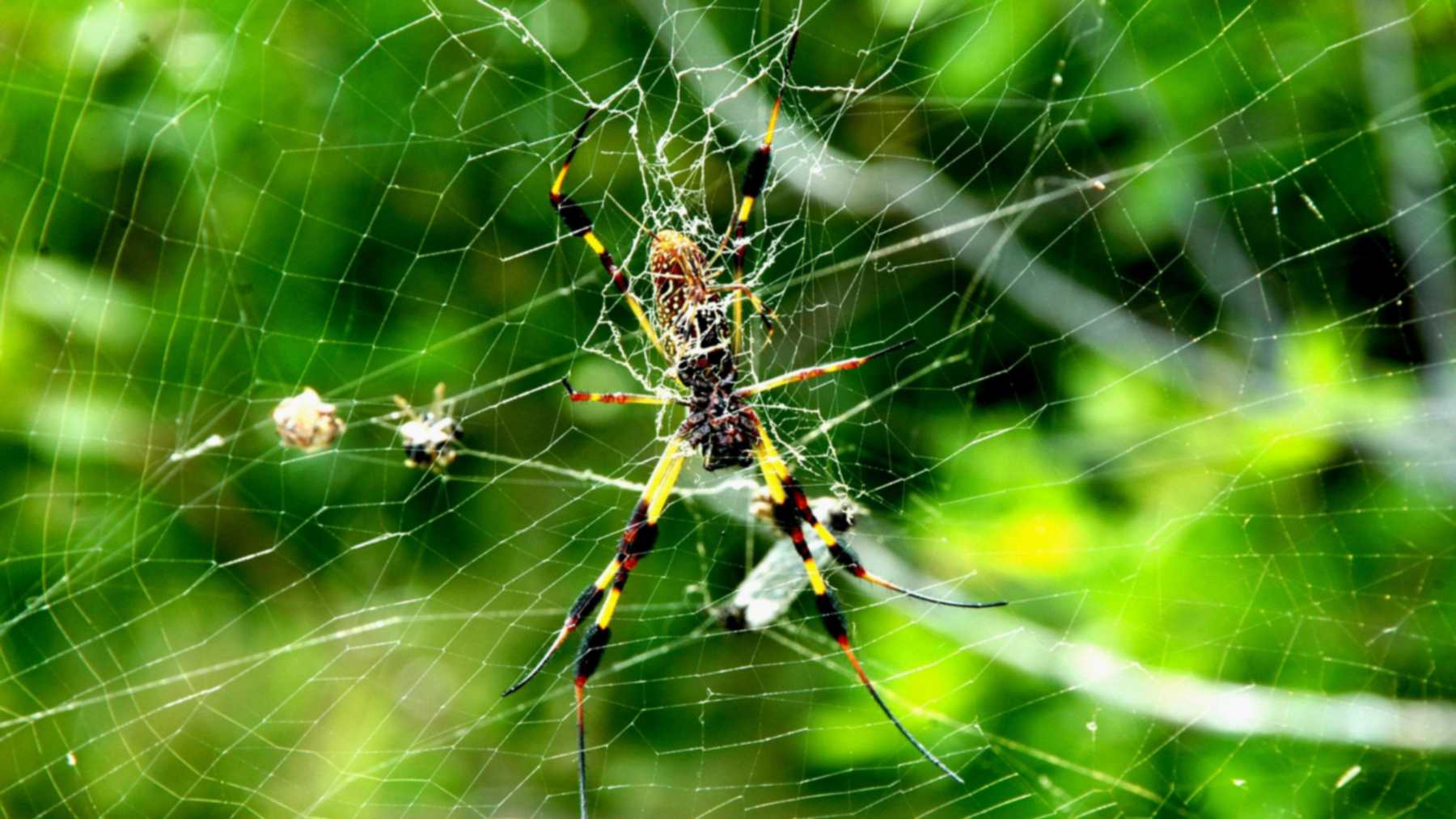 Araña tejedora de seda dorada en su tela arañas en el espacio