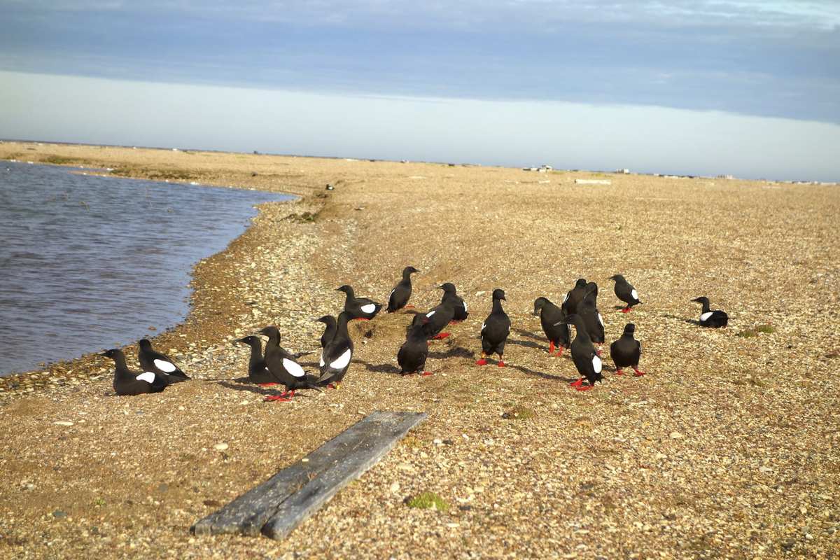 Grupo de araos negros sobre la grava de la isla Cooper, junto a un estanque y un tablón de madera