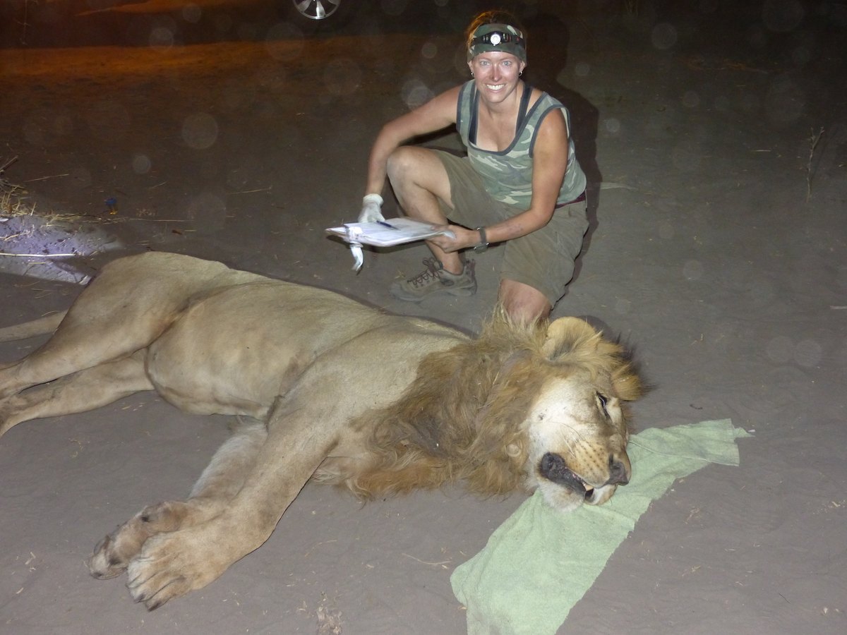 Nancy Barker, con linterna frontal y una carpeta, junto a un león macho adulto inmovilizado de noche en Chobe-Linyanti