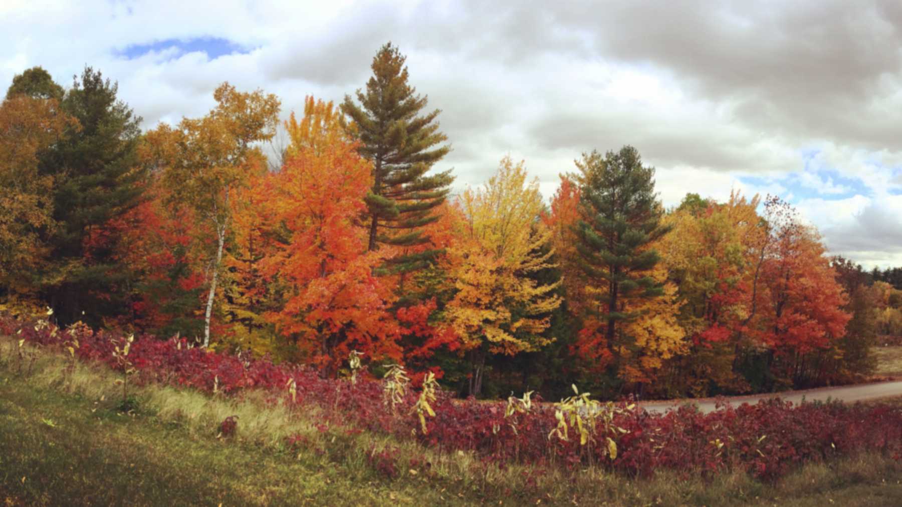 Bosque experimental de Hubbard Brook en otoño, donde se esparció calcio contra la lluvia ácida