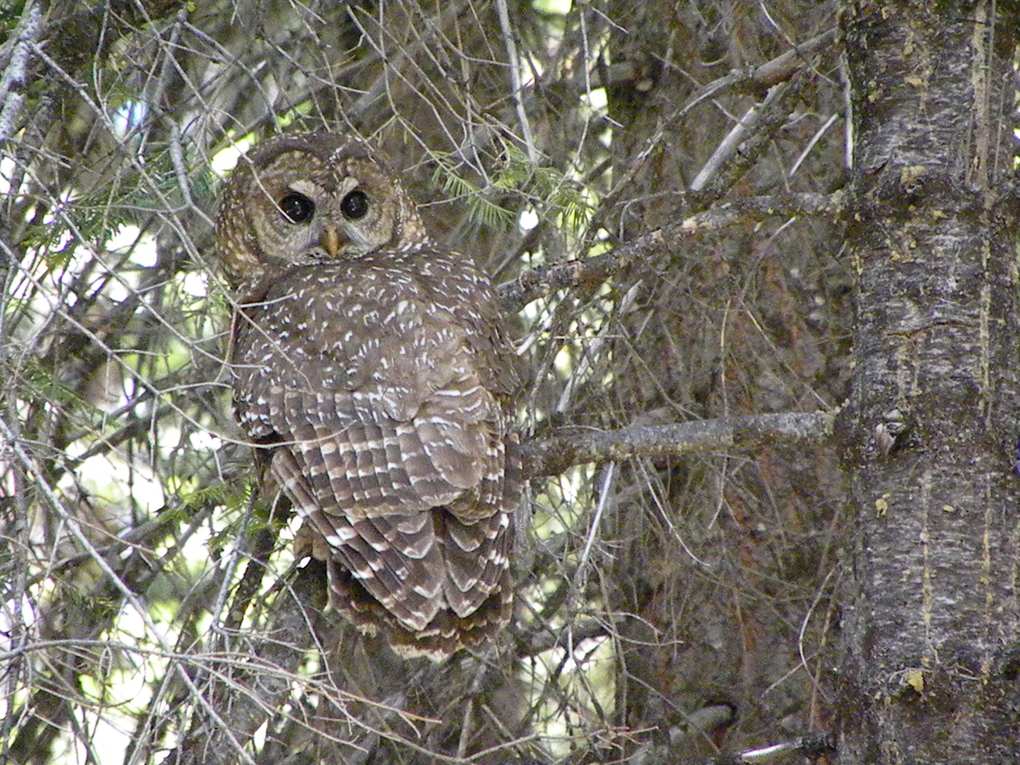 Búho moteado de California posado entre ramas en el Bosque Nacional Stanislaus, en la Sierra Nevada de California