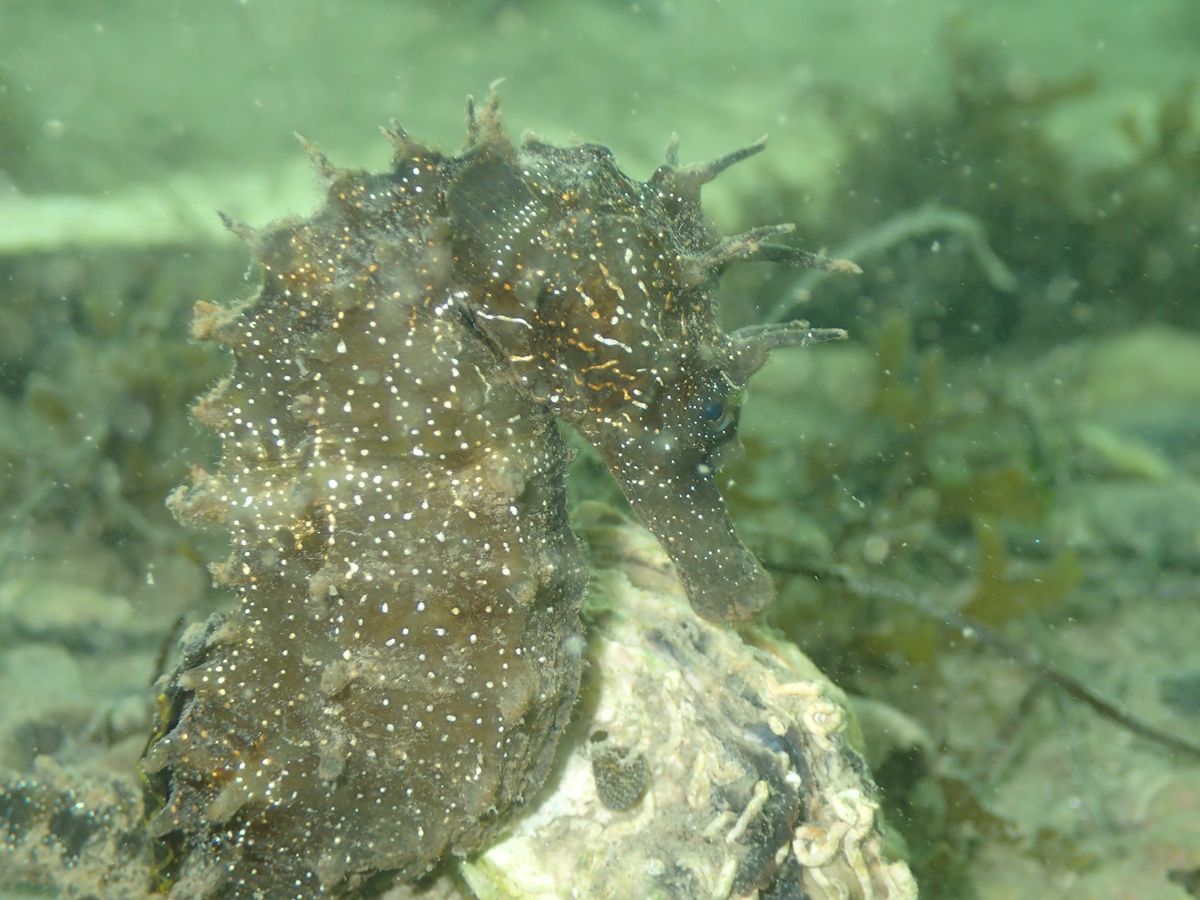 Caballito de mar de hocico largo (Hippocampus guttulatus) en el fondo marino