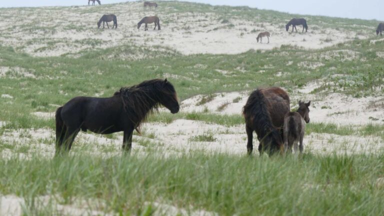 Caballos salvajes entre las dunas cubiertas de barrón de la isla Sable, con un semental, una yegua y un potro en primer plano