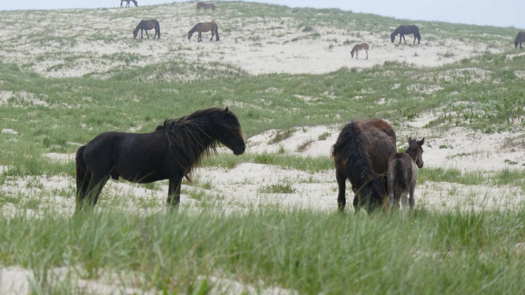 Caballos salvajes entre las dunas cubiertas de barrón de la isla Sable, con un semental, una yegua y un potro en primer plano