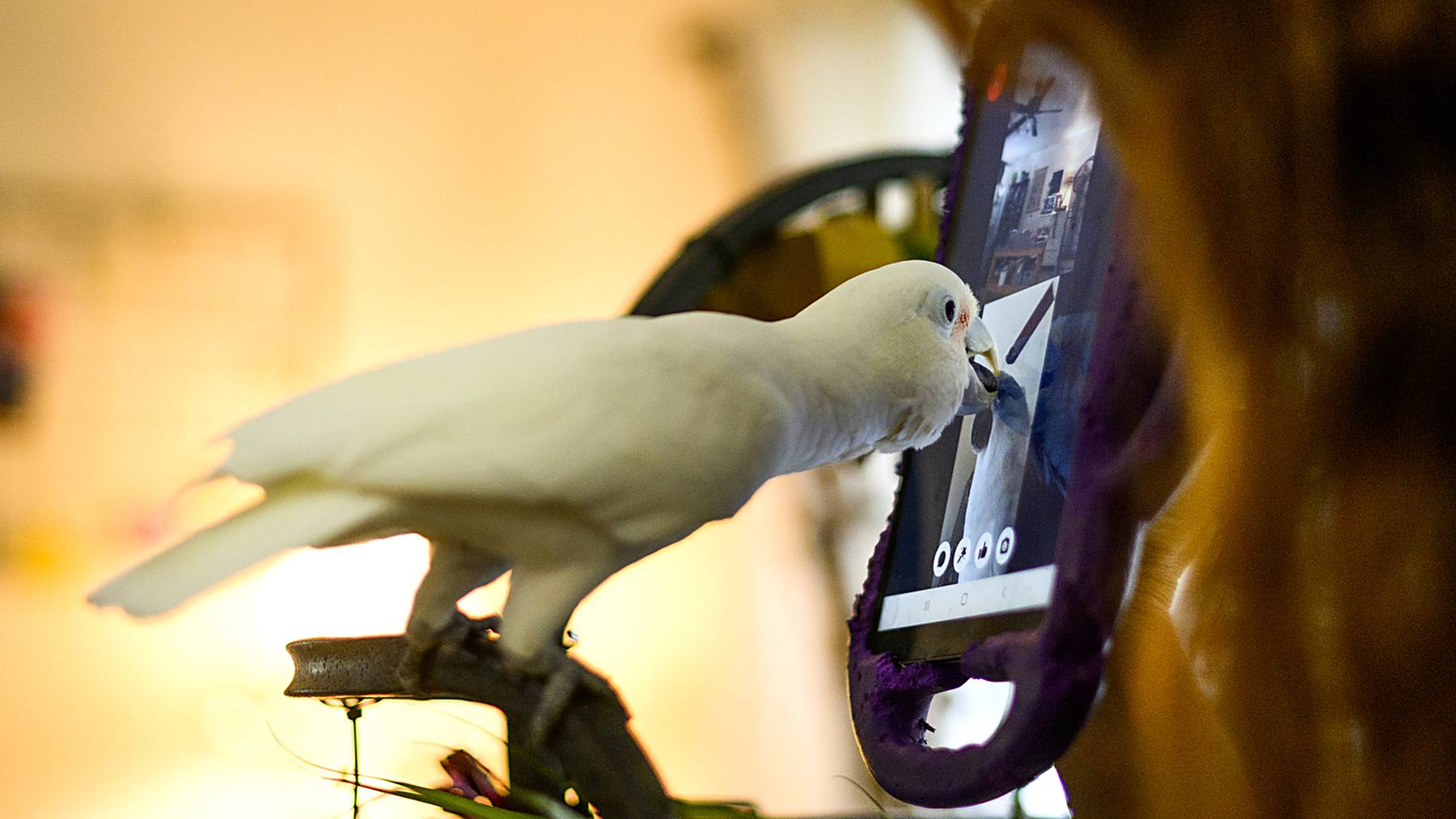 Ellie, una cacatúa de Goffin, toca con el pico una tableta durante una videollamada, en el estudio sobre loros domésticos