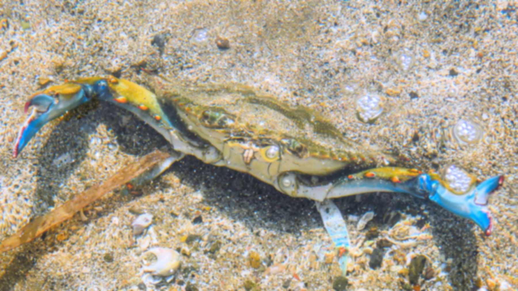 Un cangrejo azul (Callinectes sapidus) en el fondo arenoso