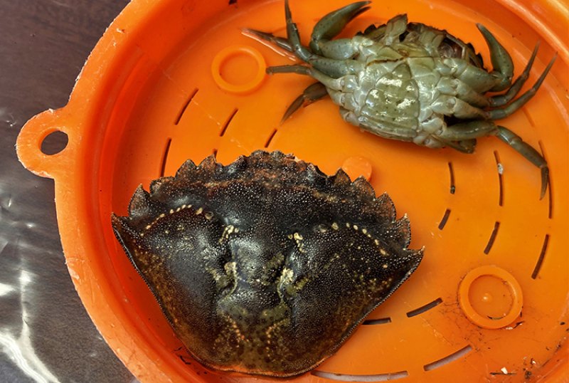 Caparazón y ejemplar vivo de cangrejo verde europeo, especie invasora detectada en Alaska en 2022