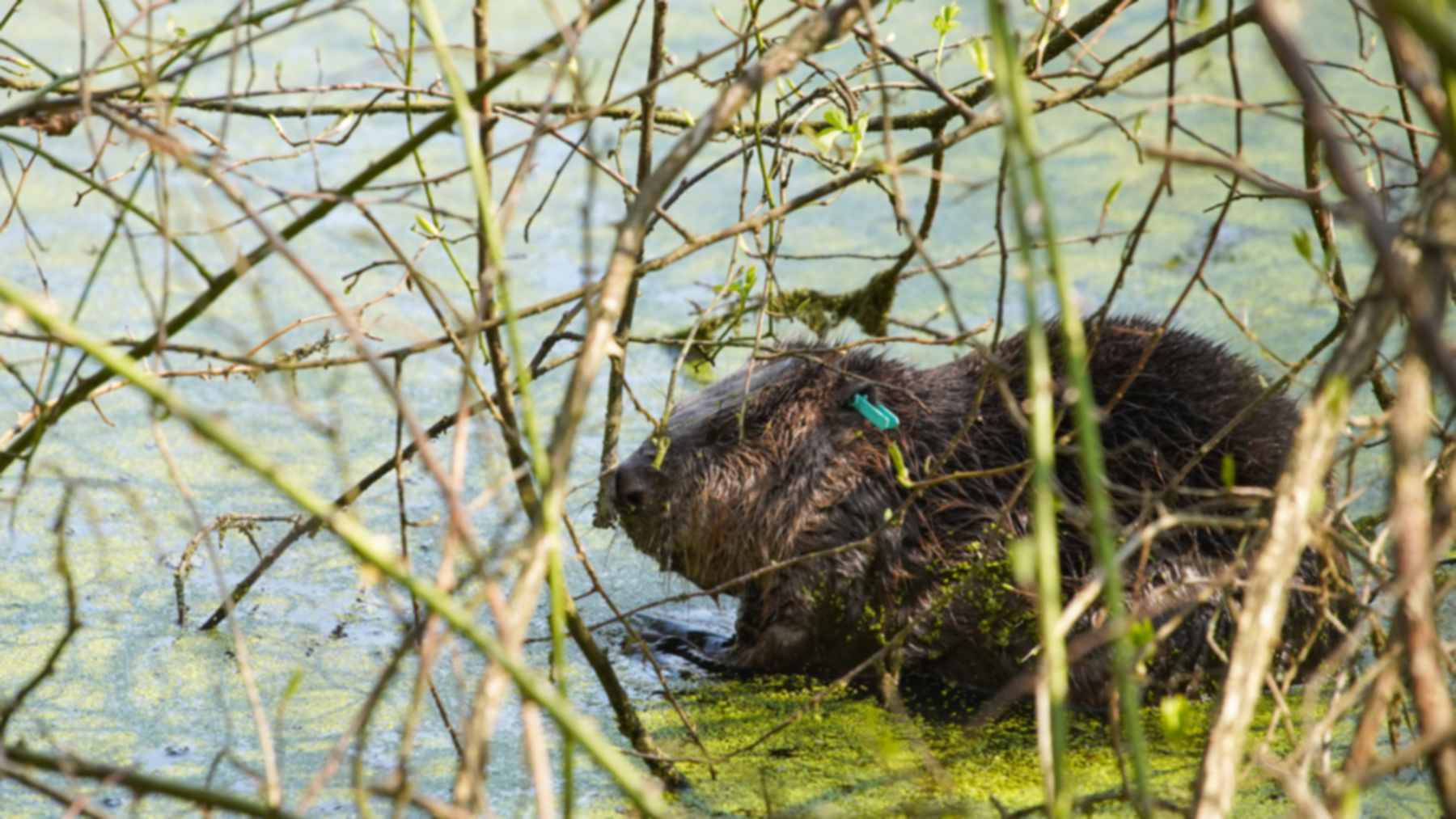 Castor nadando en un estanque del bosque arroyo con castores