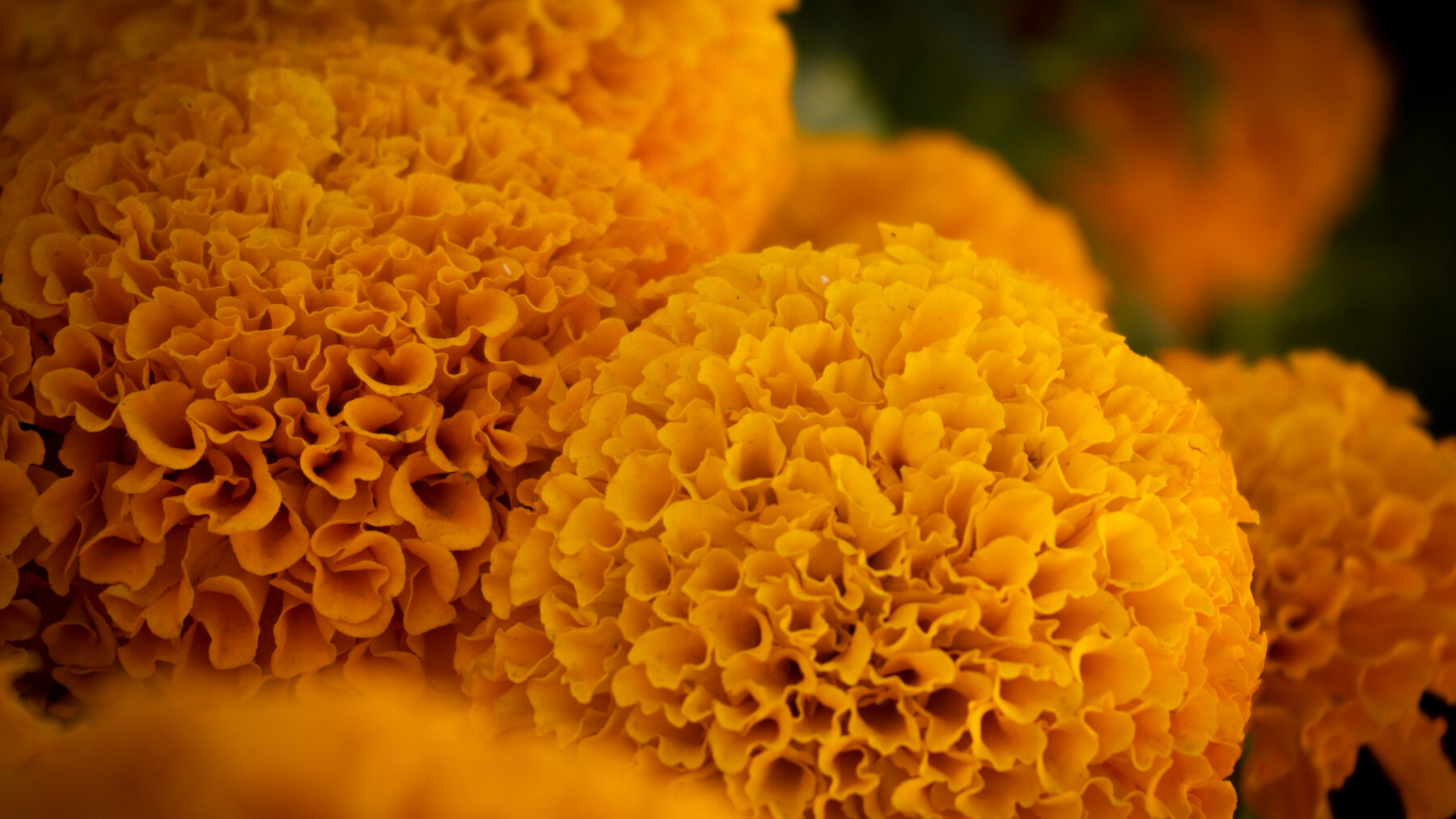 Primer plano de una flor de cempasúchil (Tagetes erecta) de pétalos naranjas