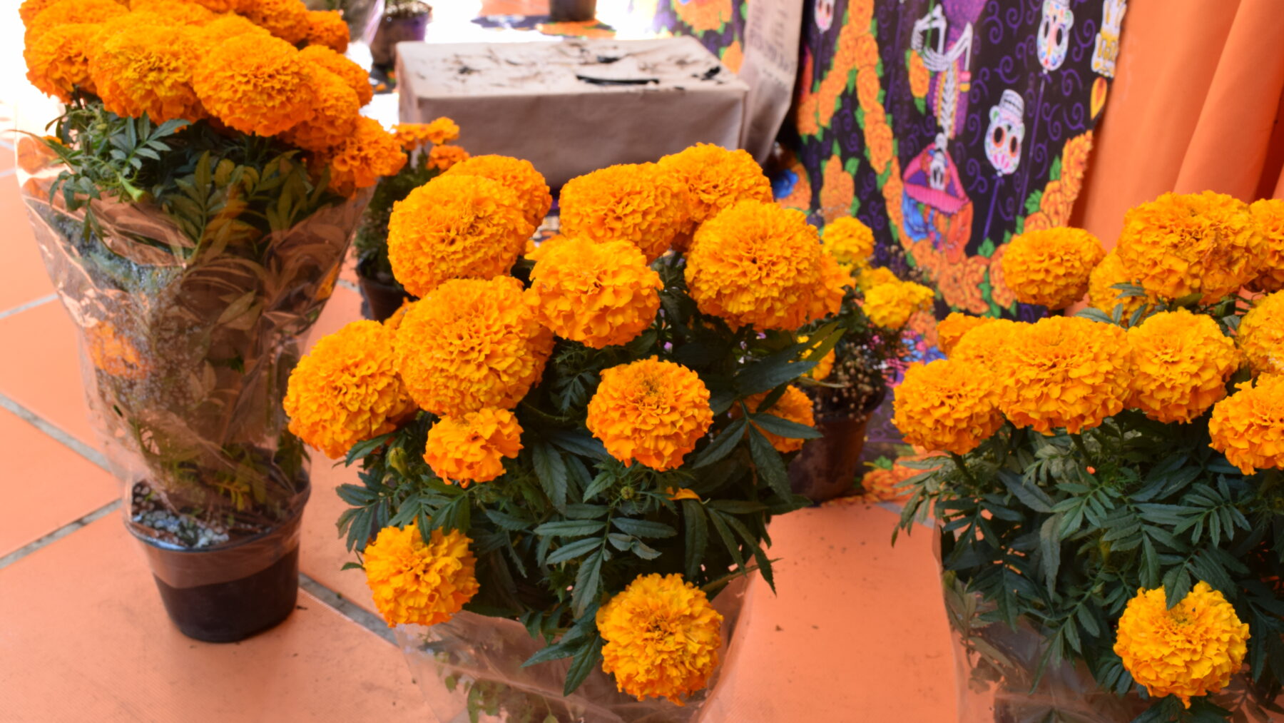 Flores de cempasúchil formando parte de una ofrenda de Día de Muertos en Hacienda de Cortés